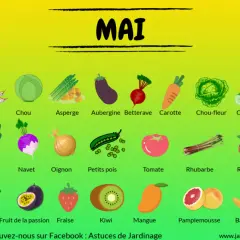 Le fruit du mois de mai : cerises, fraises, kiwis, mangues, pamplemousses, bananes, fruits de la passion.