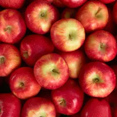 Gros plan sur des pommes rouges et jaunes, parfaites pour des compotes ou des tartes. Idées pour que faire avec des pommes abîmées.
