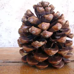 Grosse pomme de pin sur fond texturé, prête pour un barbecue d'automne.