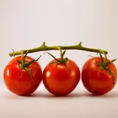 Trois tomates rouges sur une tige verte, prêtes à congeler pour conserver leur fraîcheur.