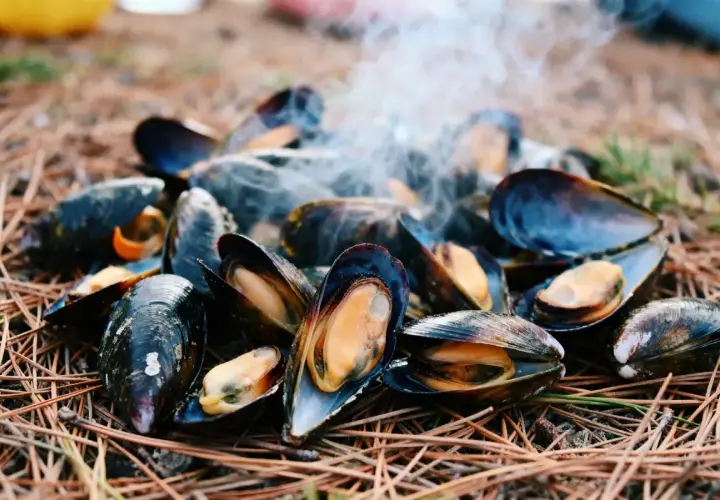 Une délicieuse éclade de moule fumante, cuite en plein air sur un lit d'aiguilles de pin.