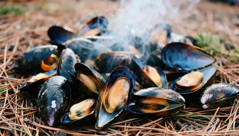 Une délicieuse éclade de moule fumante, cuite en plein air sur un lit d'aiguilles de pin.