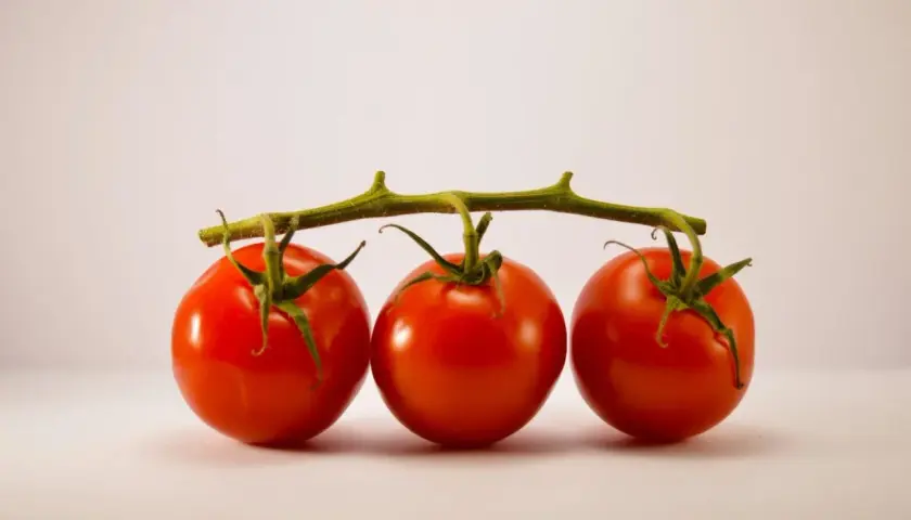 Trois tomates rouges sur une tige verte, prêtes à congeler pour conserver leur fraîcheur.