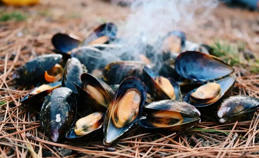 Comment réussir une éclade de moules aux aiguilles de pin ?