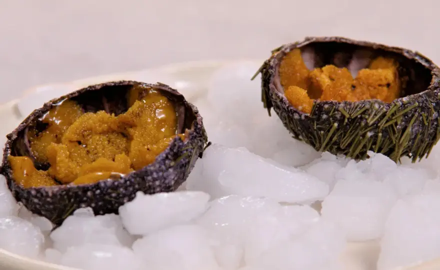 Oursin cuit - La recette facile pour ne pas le rater
