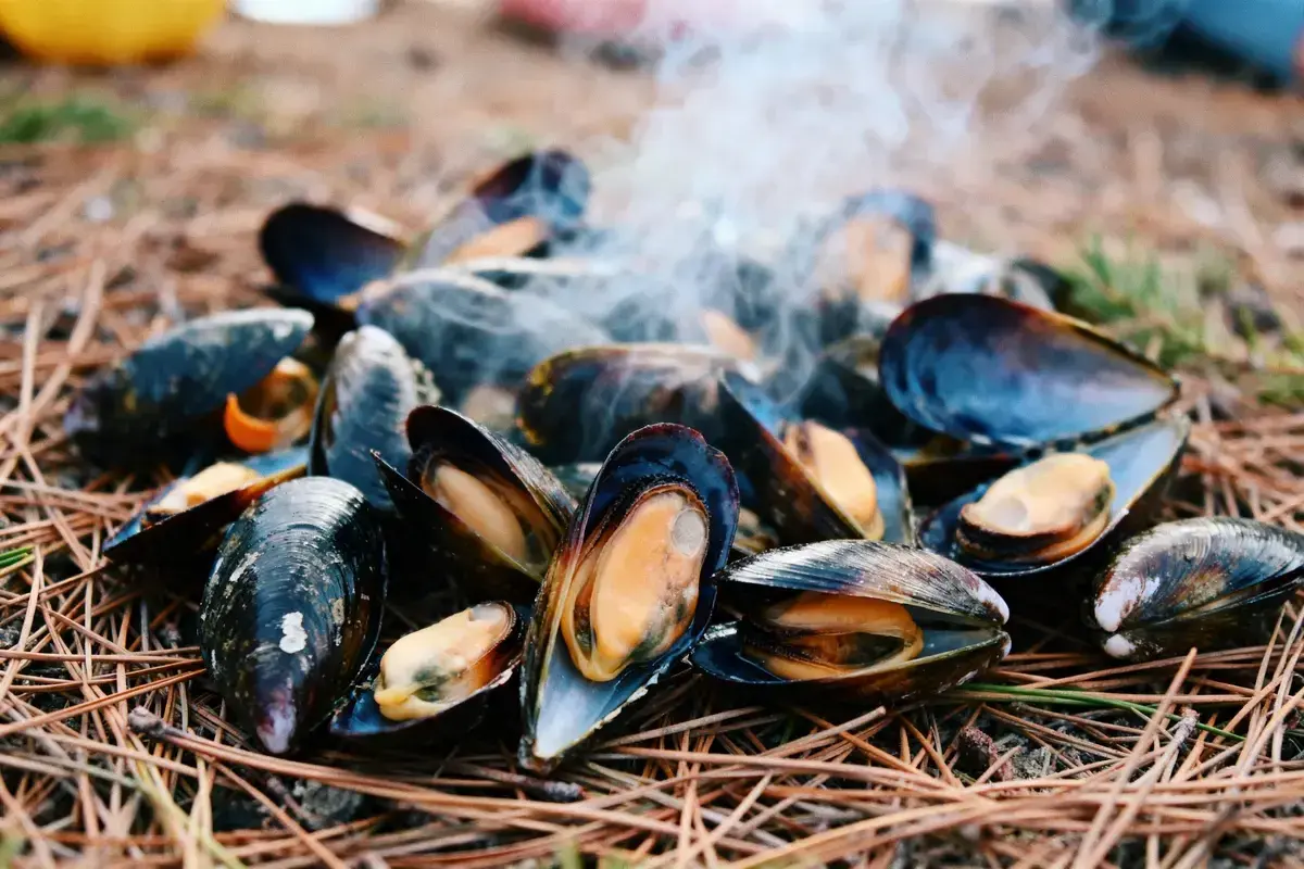 Une délicieuse éclade de moule fumante, cuite en plein air sur un lit d'aiguilles de pin.
