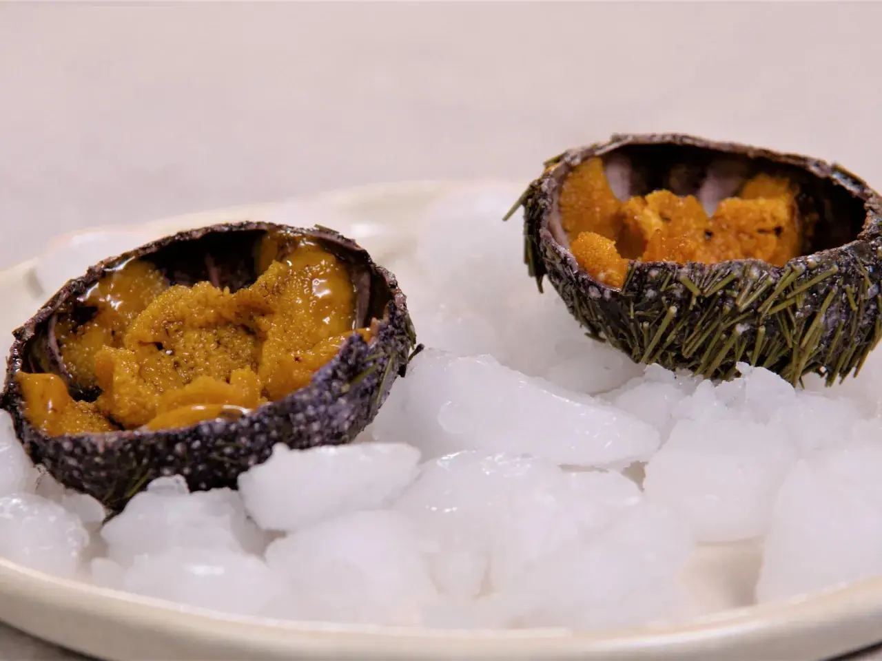 Deux oursins ouverts, remplis de leur corail orangé, servis sur un lit de glace pilée. Une invitation à découvrir la recette oursin cuit.