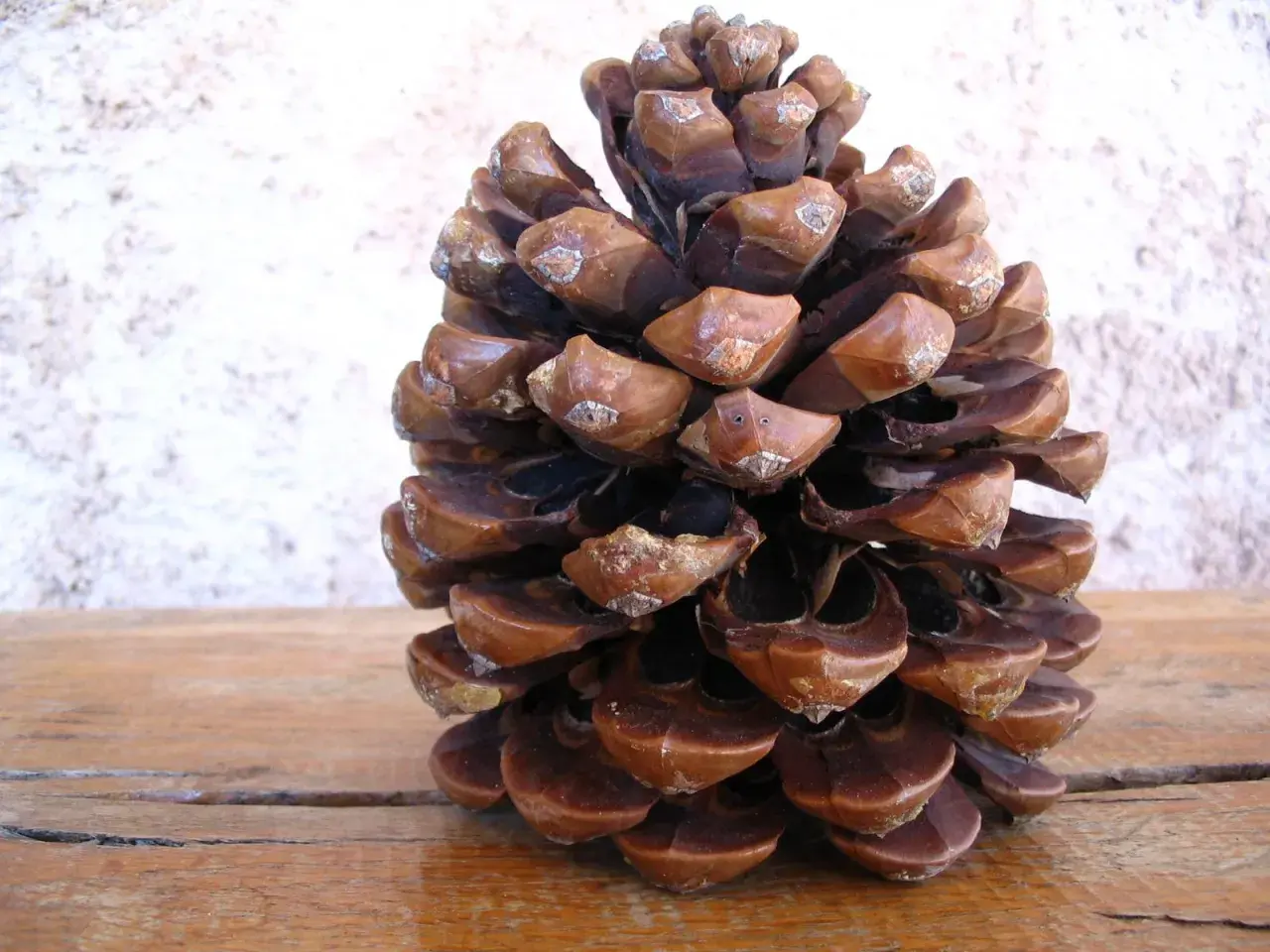 Grosse pomme de pin sur fond texturé, prête pour un barbecue d'automne.
