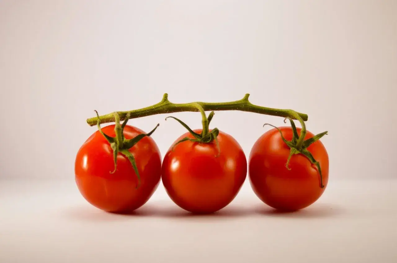 Trois tomates rouges sur une tige verte, prêtes à congeler pour conserver leur fraîcheur.
