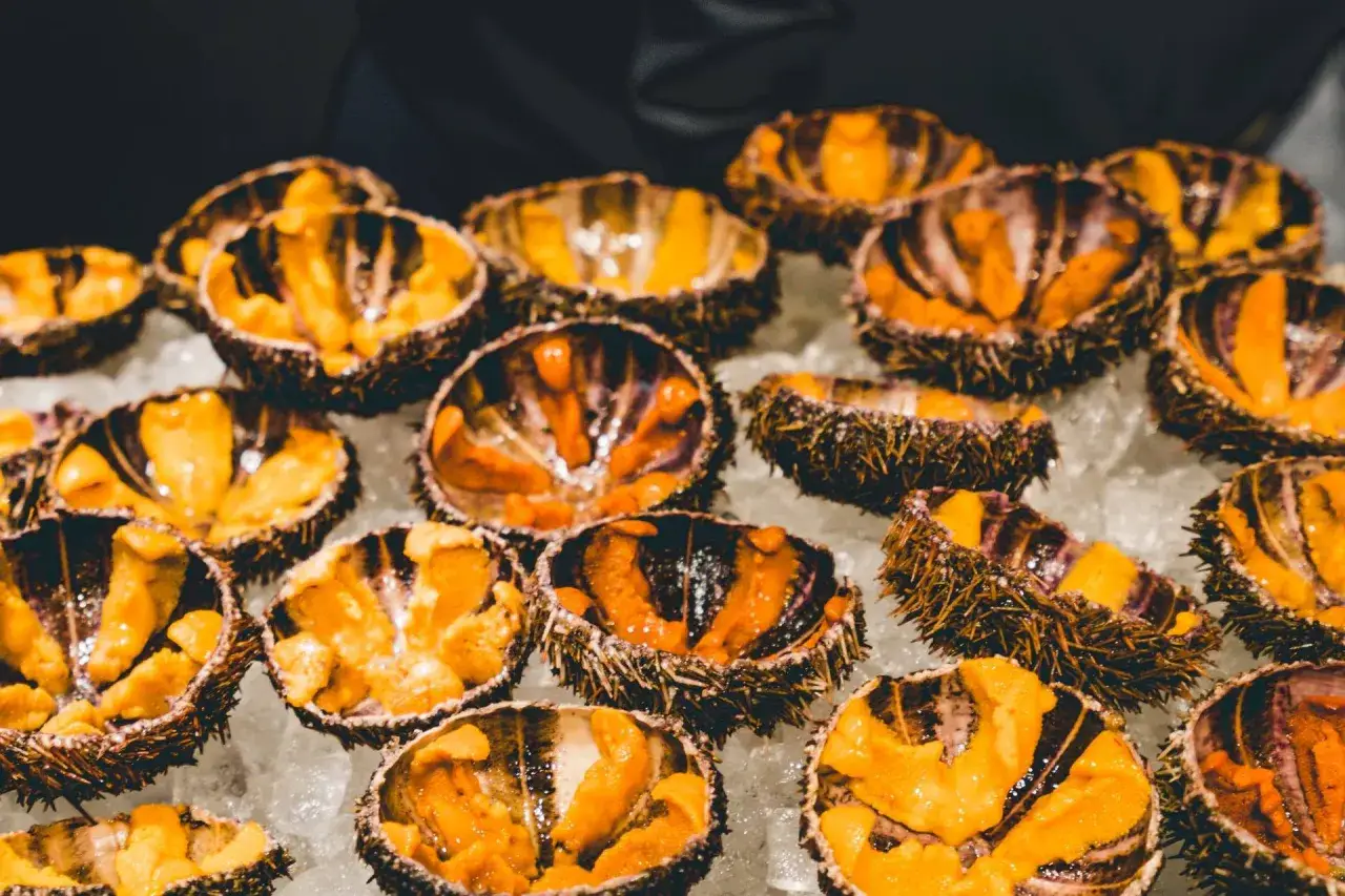 Oursins ouverts sur glace, prêts pour une recette d'oursin cuit. Leurs gonades orange vif contrastent avec leur coquille sombre.