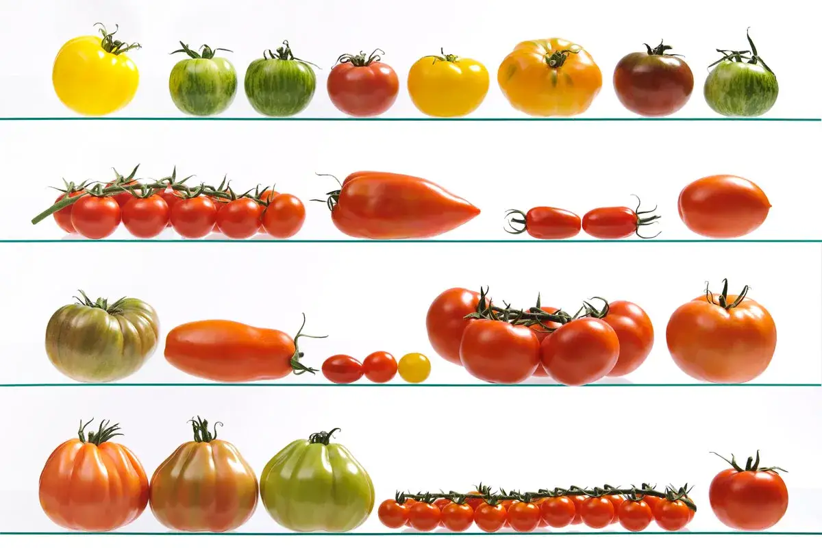 Une variété de tomates, parfaites pour toute recette tomate : jaunes, vertes zébrées, rouges, allongées et cerises.