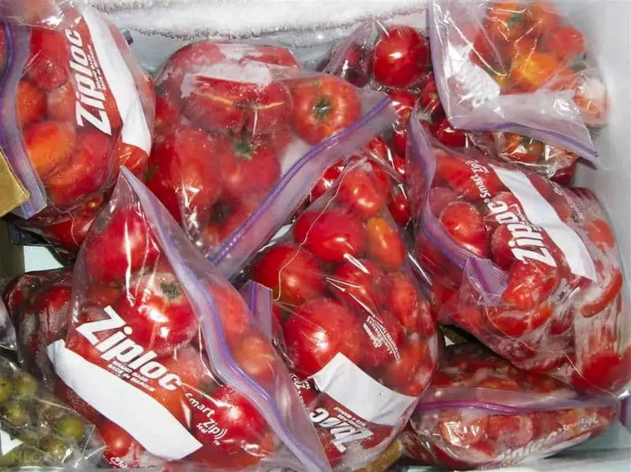 Plusieurs sacs Ziploc remplis de tomates rouges, pr&ecirc;tes &agrave; congeler pour une utilisation future.