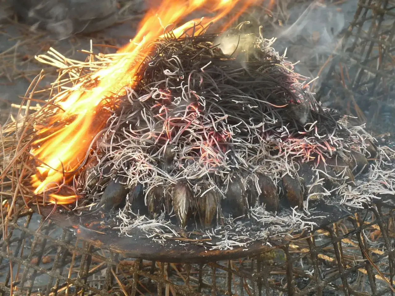 Une eclade de moule cuit sur un feu de brindilles. Les moules sont disposées sur une grille, enveloppées dans des herbes sèches qui s'embrasent.