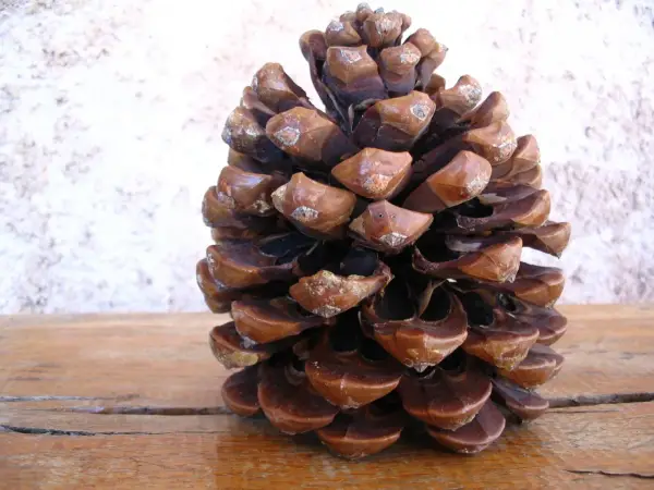 Grosse pomme de pin sur fond texturé, prête pour un barbecue d'automne.